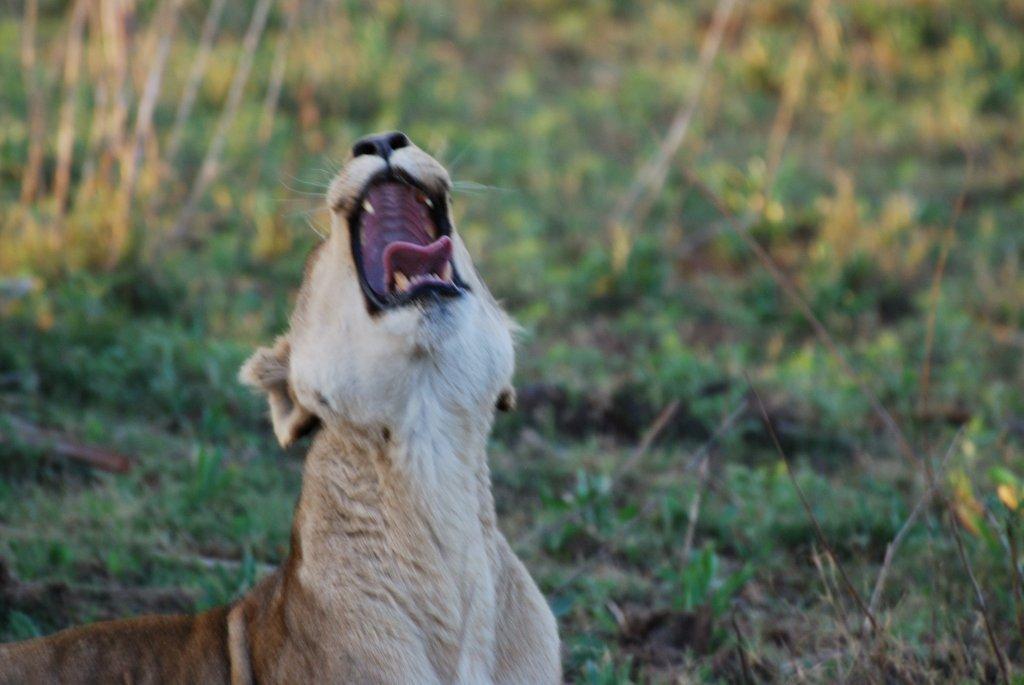 african safari vacation