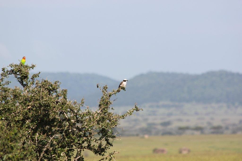 kenya family safari kenya family safari