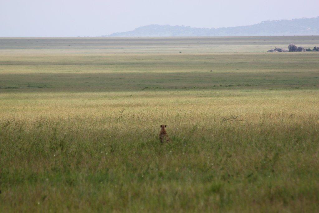luxury kenya safari luxury kenya safari