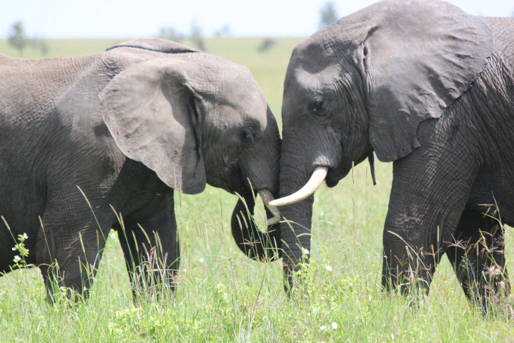 trip to kenya trip to kenya