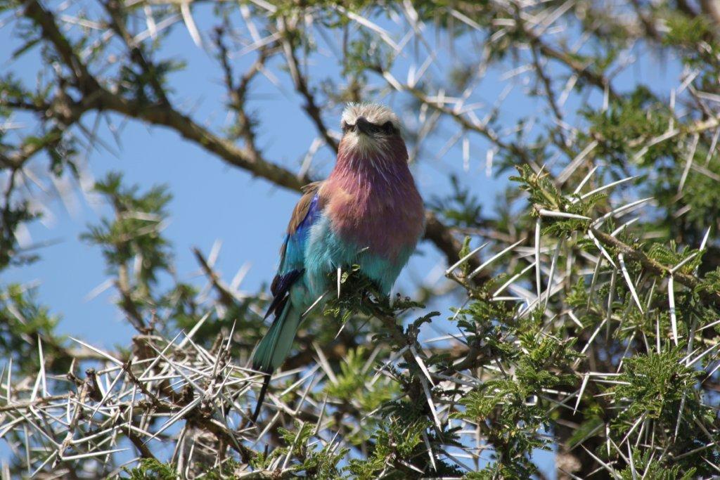 african safari vacation african safari vacation