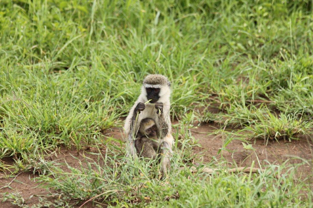 trip to Africa trip to Africa