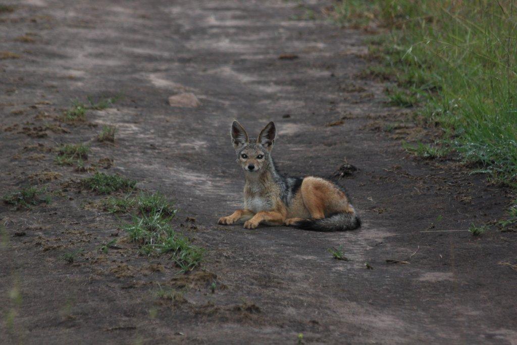 africa family vacation Africa family vacation