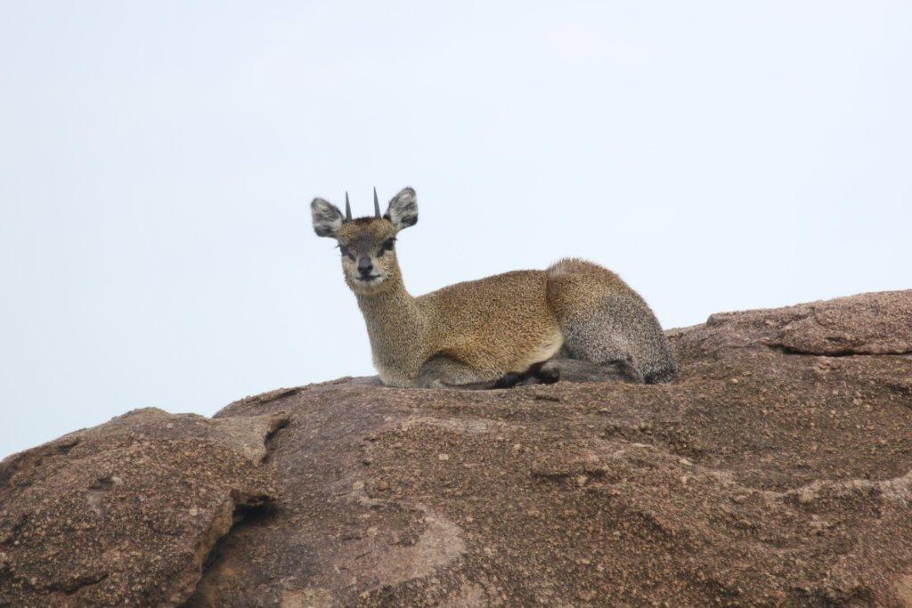 africa family safari africa family safari