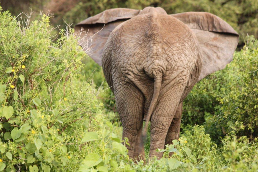 trip to Africa trip to Africa