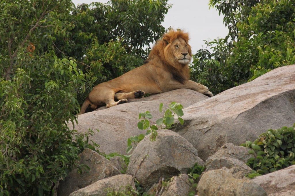 luxury family safari luxury family safari