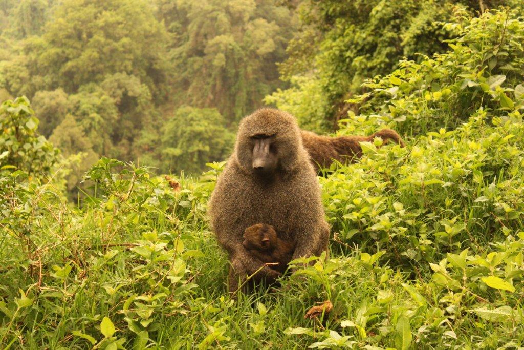 kenya family vacation kenya family vacation