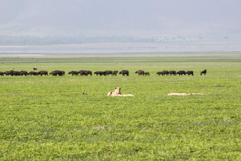 kenya family safari kenya family safari