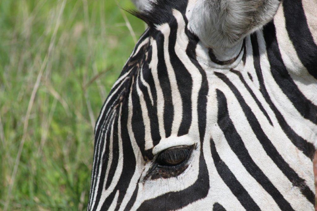 kenya safari tours kenya safari tours