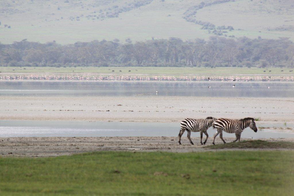 kenya safari vacation kenya safari vacation