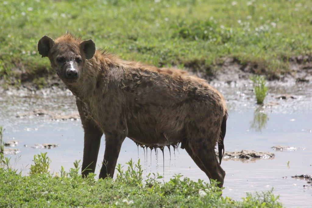 african safari vacation african safari vacation