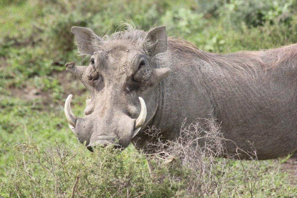 family trip to Kenya family trip to Kenya