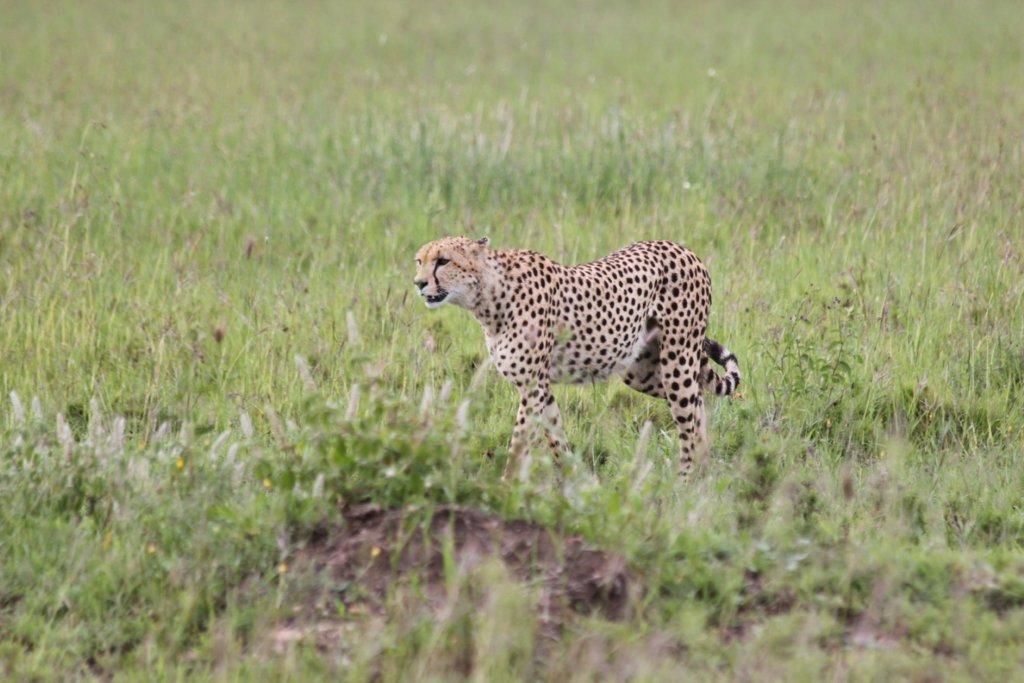 kenya wildlife kenya wildlife