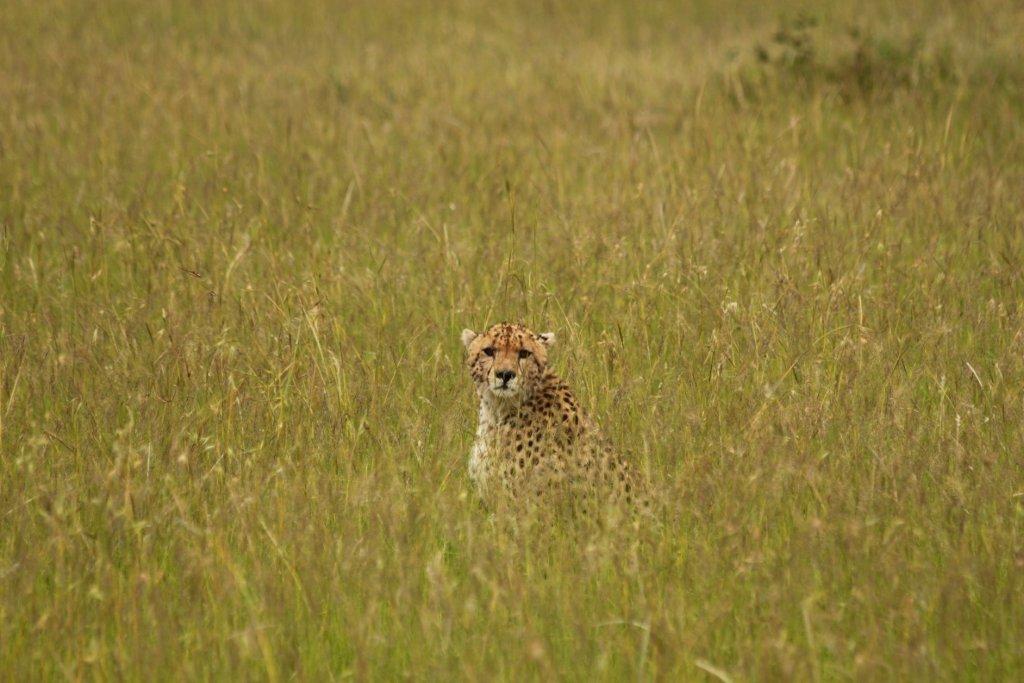 africa safari tours africa safari tours