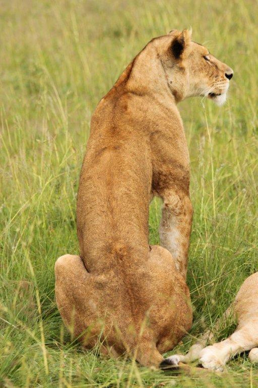 african wildlife african wildlife