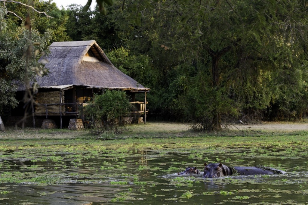 mfuwe4 African safari vacation