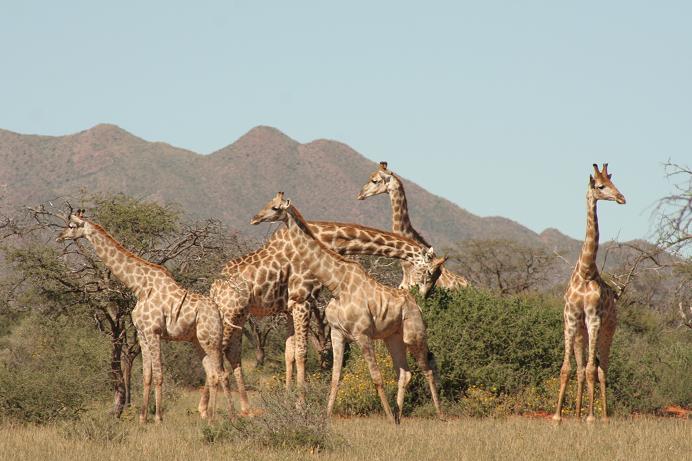 african safari tours african safari tours