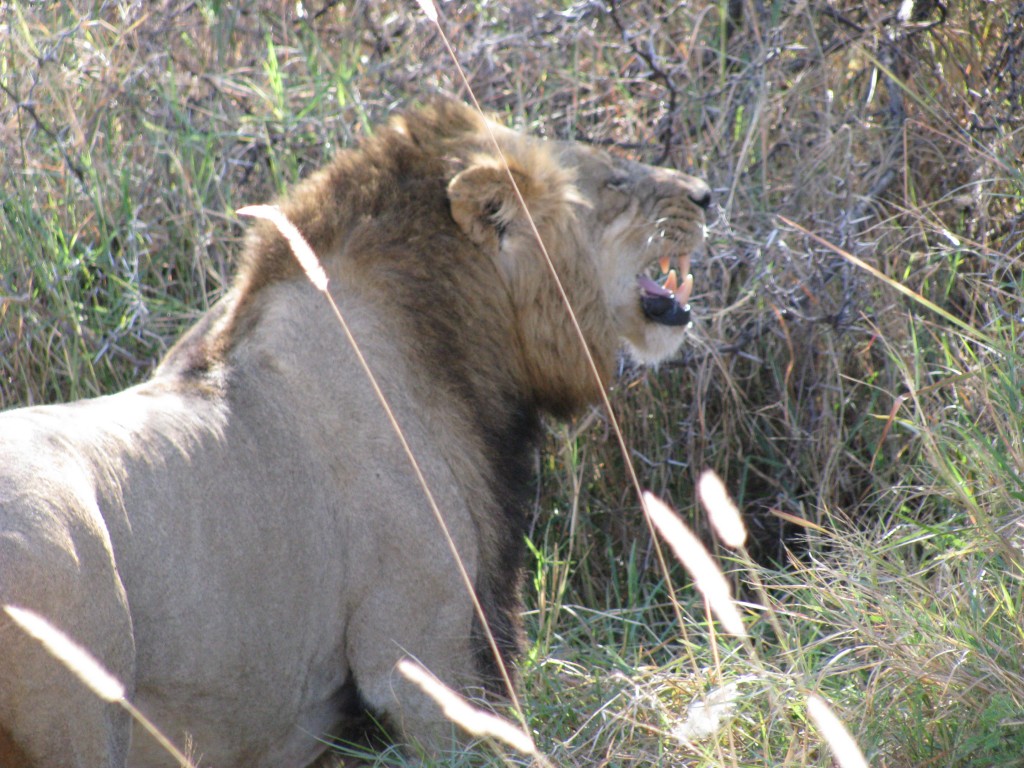 trip to africa trip to africa