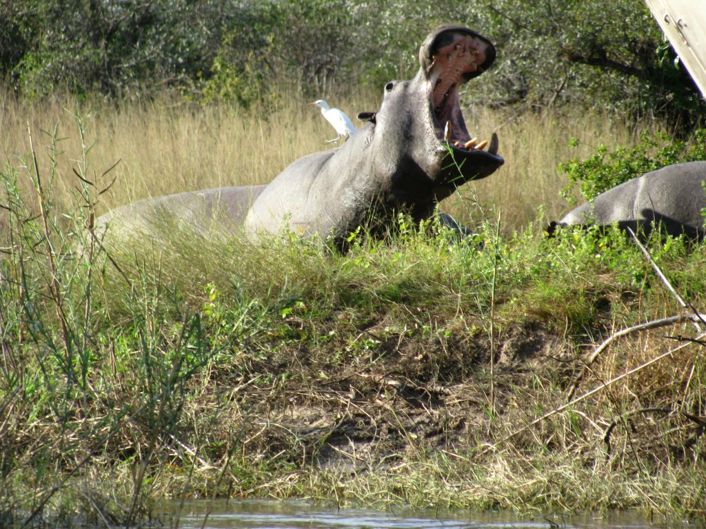 african safari tours african safari tours