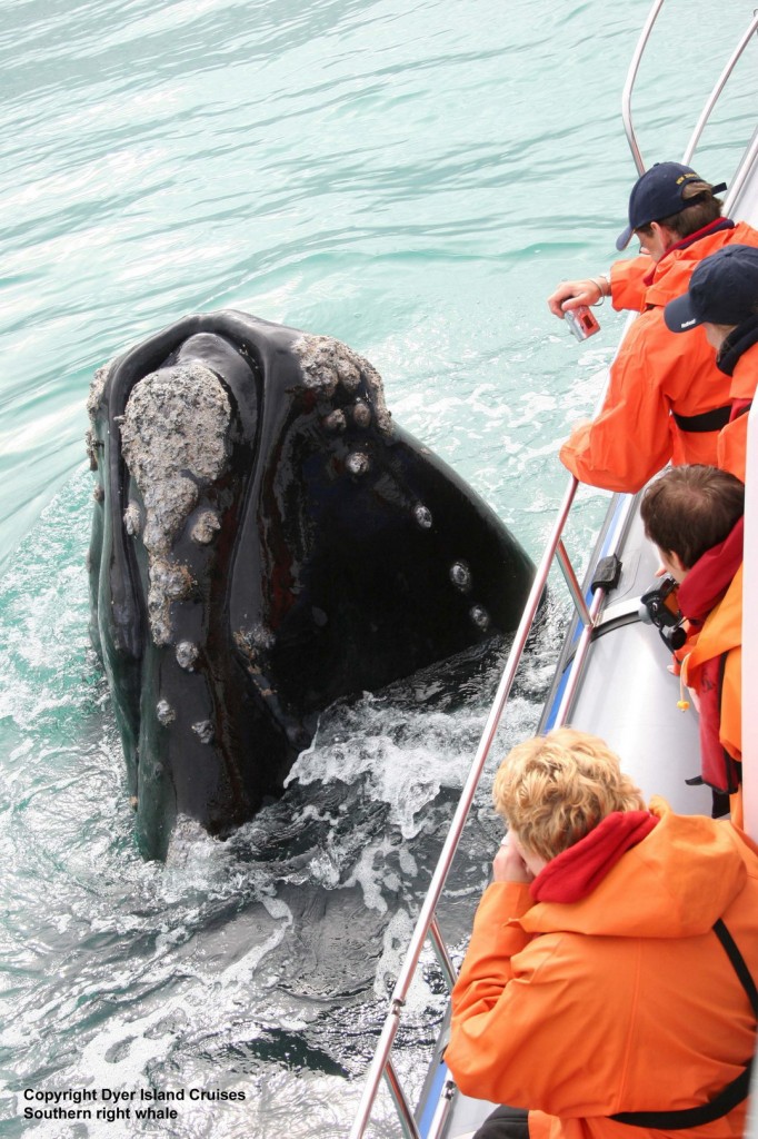 south africa whale watching