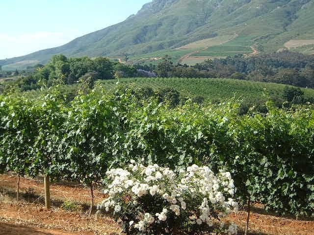 vineyards lovely shot P (Small)