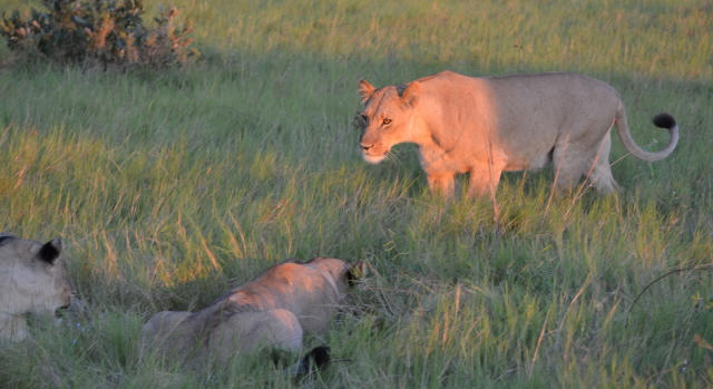 trip to africa trip to africa