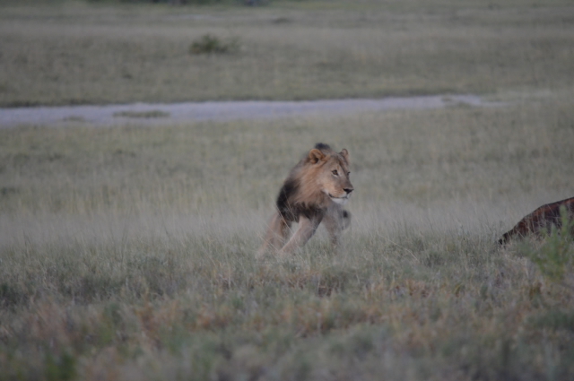 African safari african safari