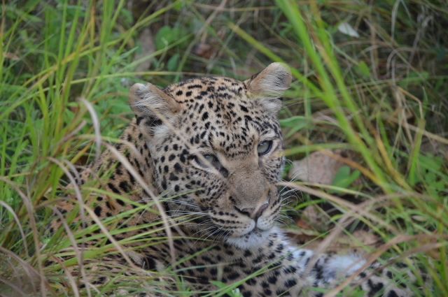 african safari tours african safari tours