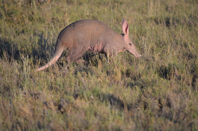 aardvark aardvark