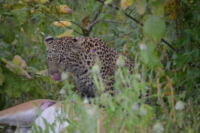 african safari vacation african safari vacation