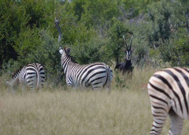 african safari tours african safari tours
