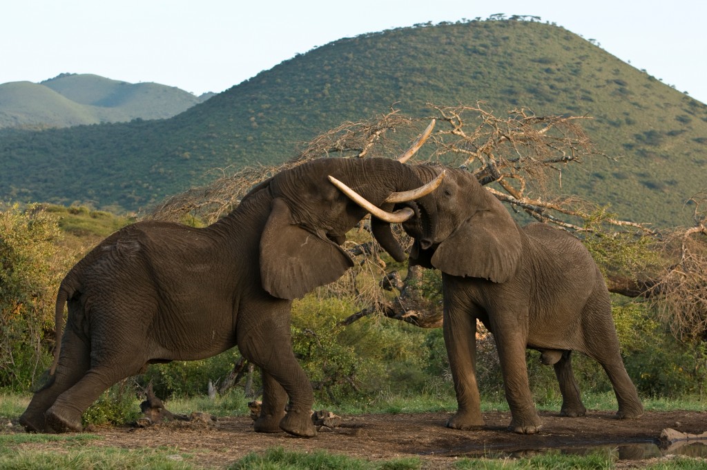 trip to africa trip to africa