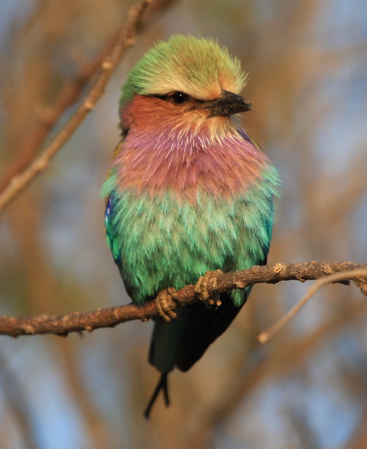 lilac breasted roller lilac breasted roller