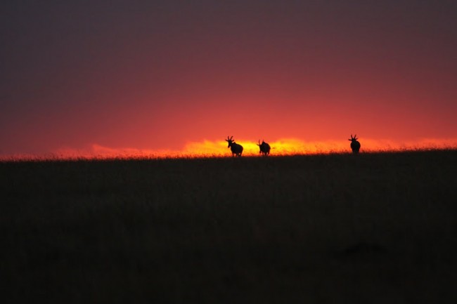 Kenya honeymoon safari