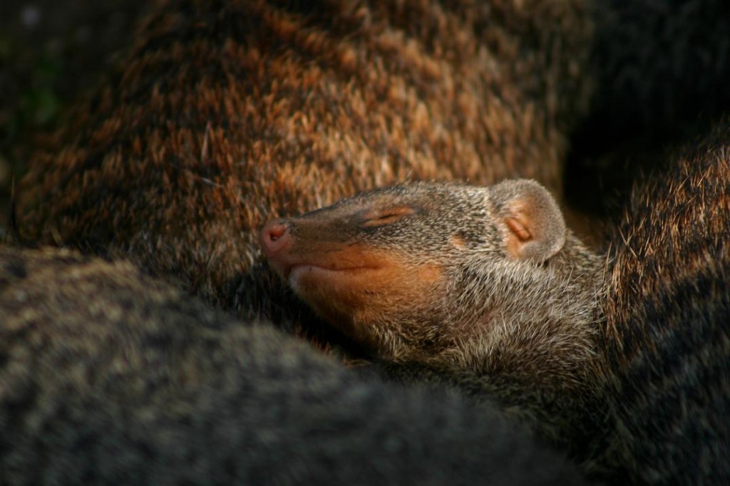 Queen Elizabeth National Park