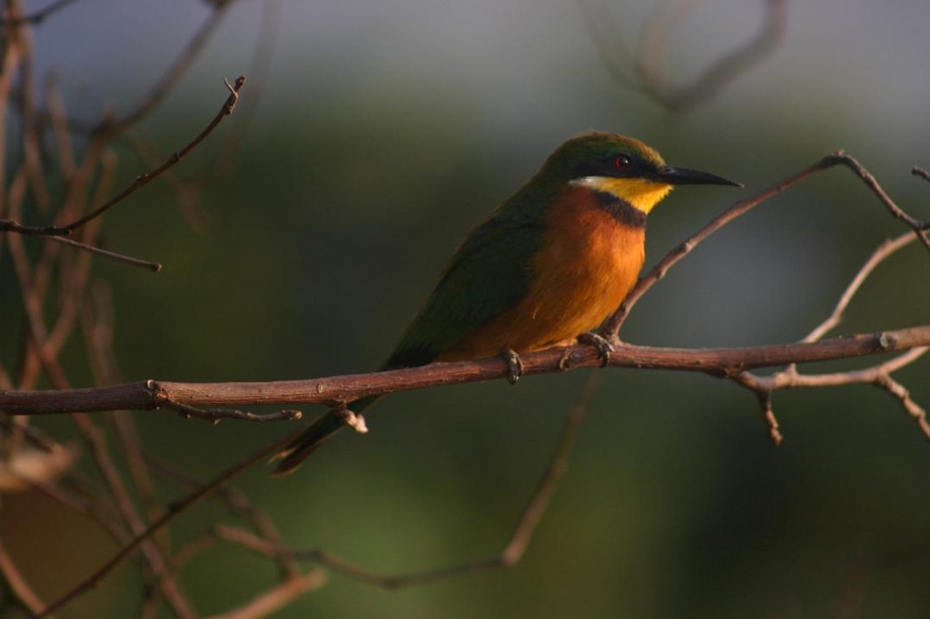 birding in Uganda