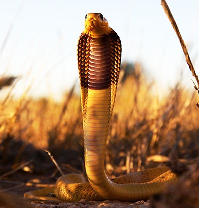 cape cobra