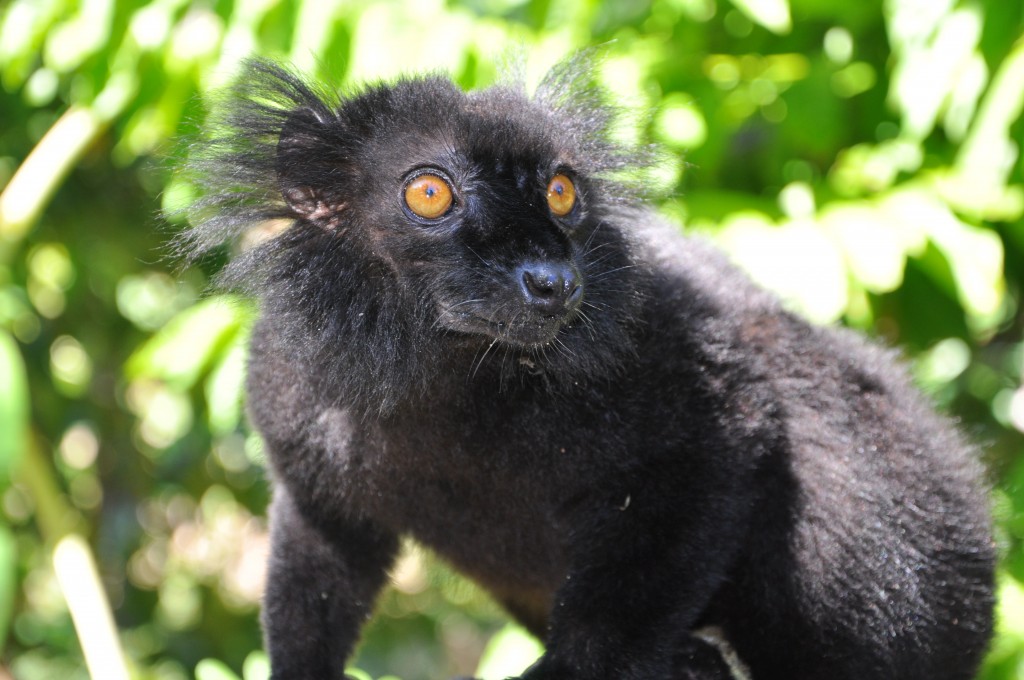 madagascar wildlife