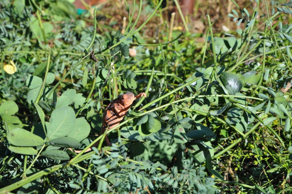 madagascar chameleons