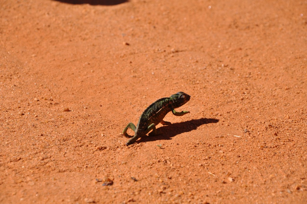 madagascar chameleons