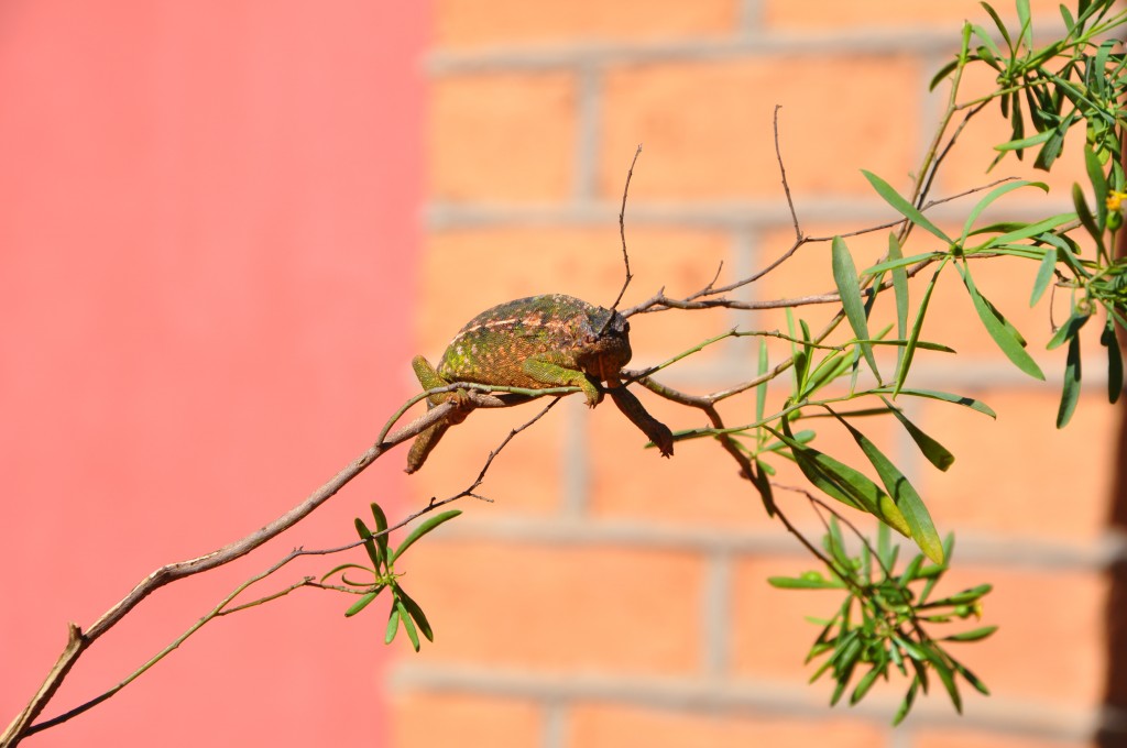 madagascar chameleons