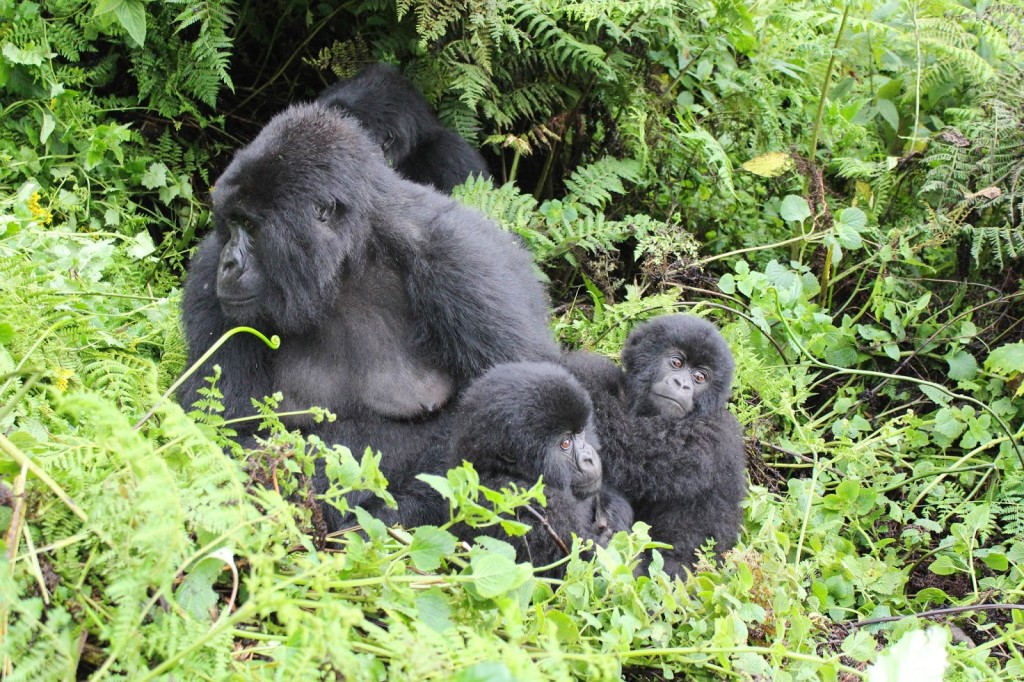 rwanda gorilla trekking
