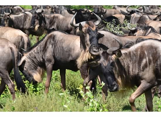 Tanzania safari tours Tanzania safari tours