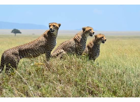 Tanzania safari tours Tanzania safari tours