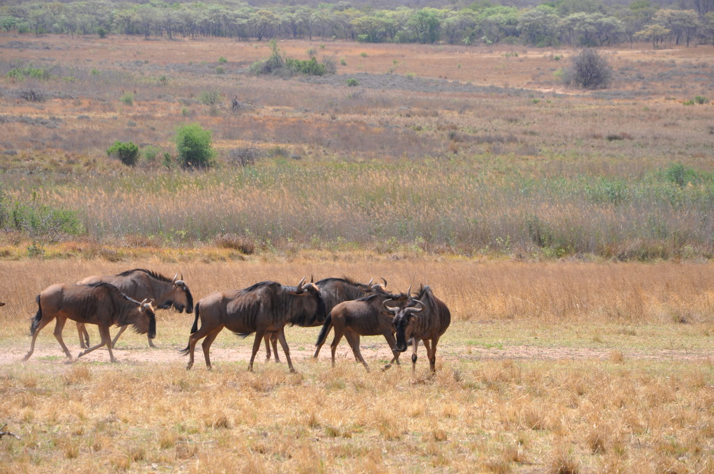 trip to South Africa