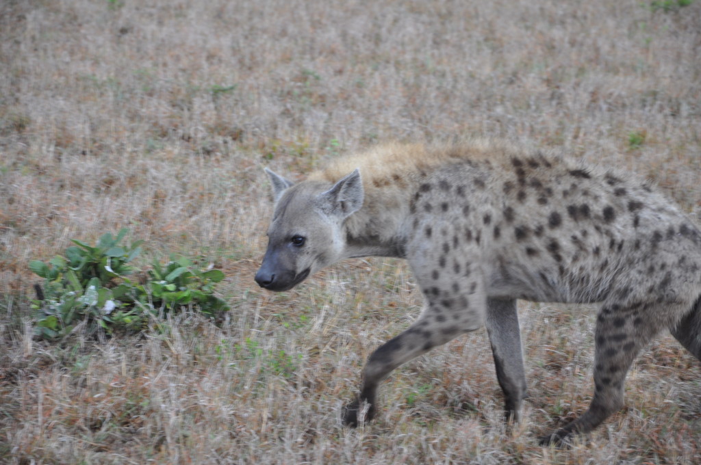 South Africa safari tours South Africa safari tours