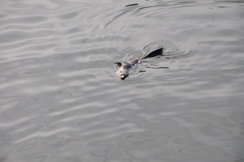 Cape fur seal Cape fur seal