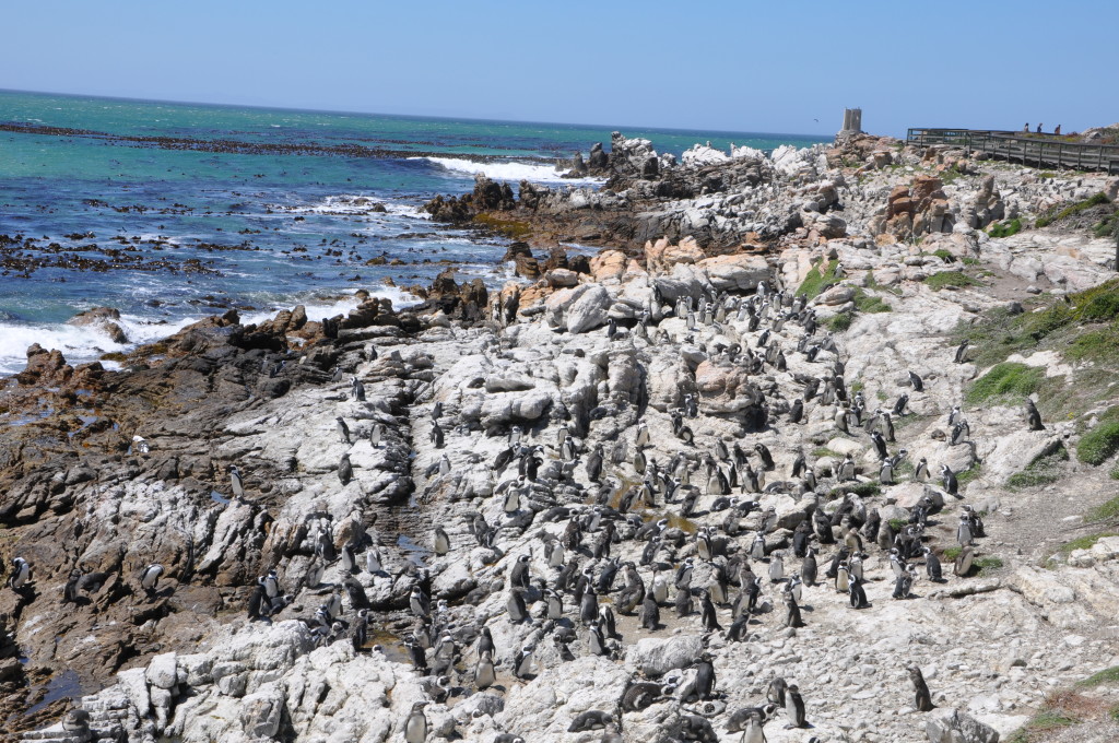 trip to South Africa