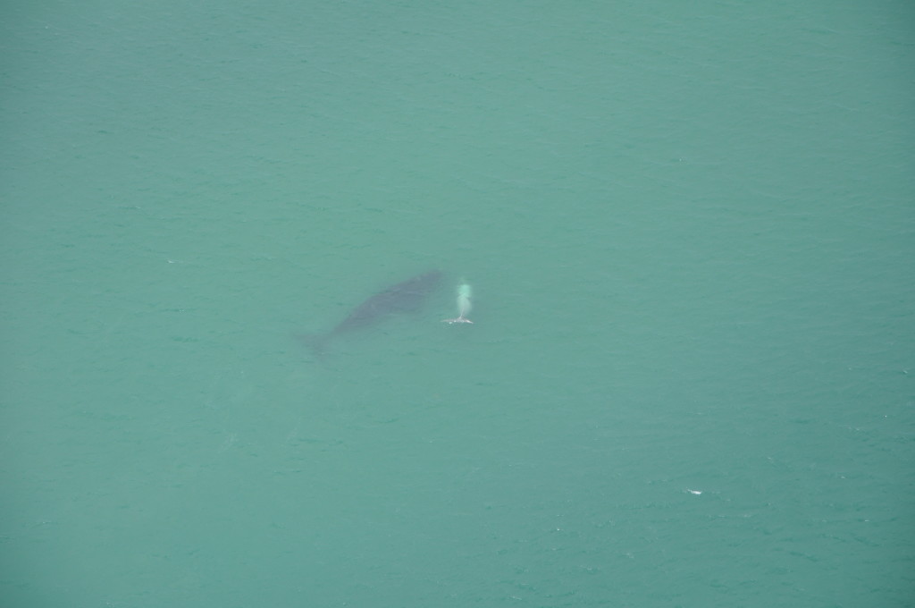 whale watching south africa whale watching south africa