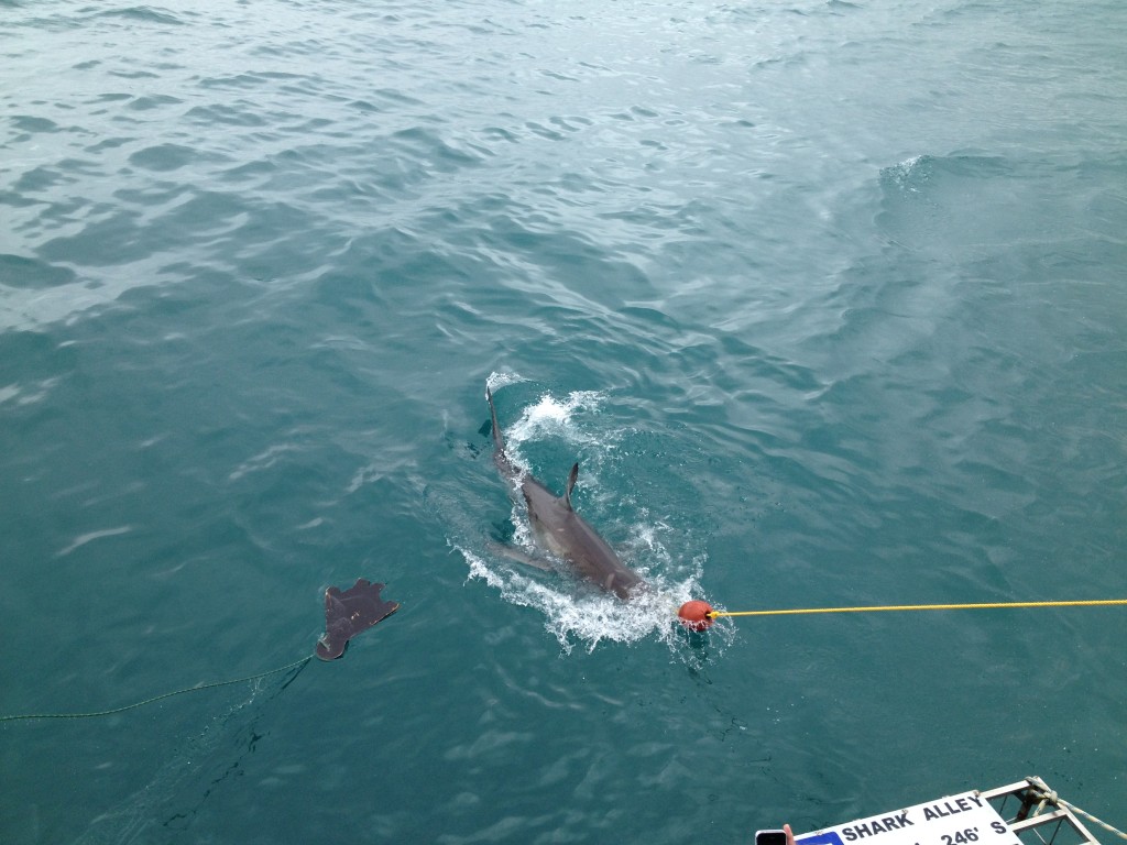 shark cage diving